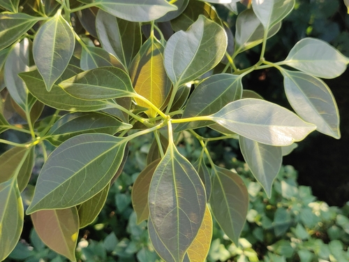 Neolitsea foliosa