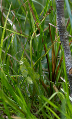 Botrychium crenulatum