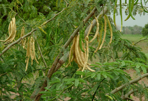 mesquite