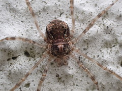 Dasylobus graniferus