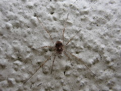 Dasylobus graniferus