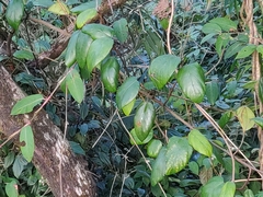 Ficus laevis macrocarpa