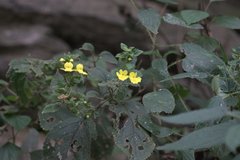 Lindenbergia grandiflora