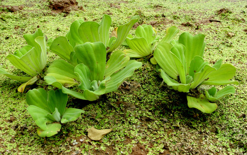 Water Lettuce