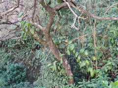 Ficus laevis macrocarpa