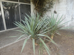 Agave fourcroydes