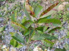 Syzygium lanceolatum
