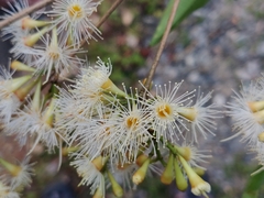 Syzygium lanceolatum