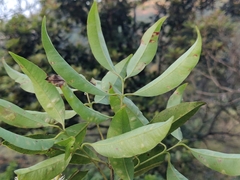 Syzygium lanceolatum