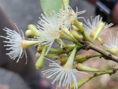 Syzygium lanceolatum