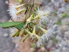 Syzygium lanceolatum