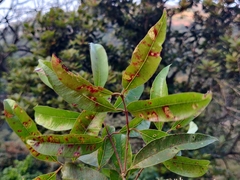 Syzygium lanceolatum