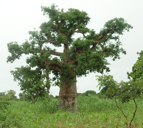 African baobab