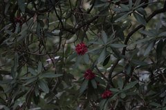 Rhododendron arboreum
