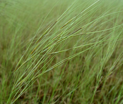 Loudetia togoensis