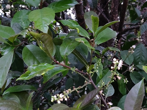Symplocos racemosa observed 2021-02-05