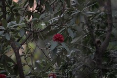 Rhododendron arboreum