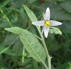 Solanum tettense image