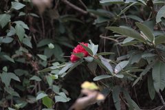 Rhododendron arboreum