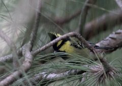 Machlolophus xanthogenys