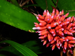 Aechmea melinonii