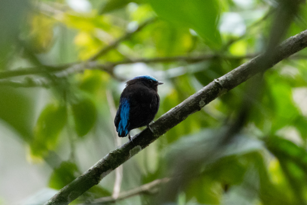 Cerulean-capped Manakin photo