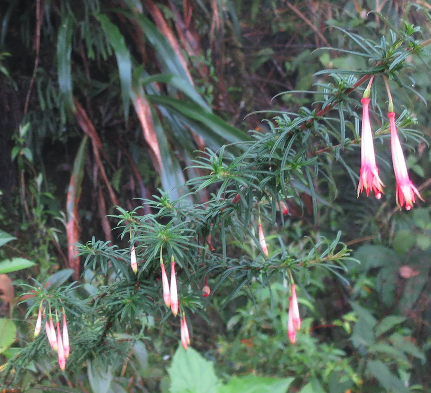 Fuchsia steyermarkii image