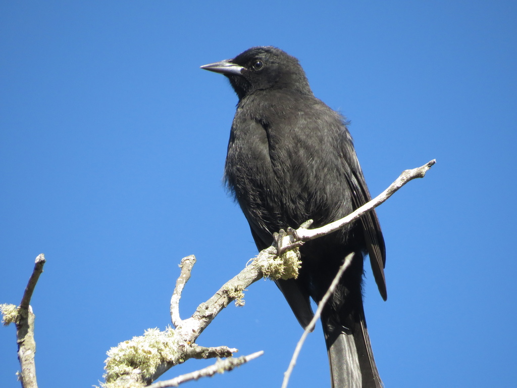 Austral Blackbird