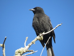 Austral Blackbird photo 2