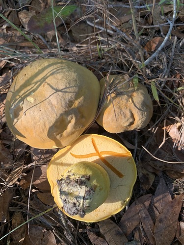 Boletus aureissimus image