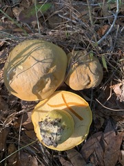 Boletus aureissimus