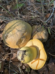 Boletus aureissimus image