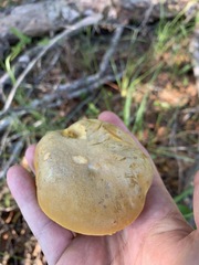 Boletus aureissimus image