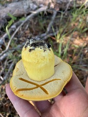 Boletus aureissimus image