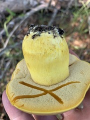 Boletus aureissimus image