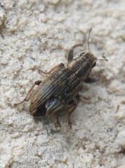 Sitona lineatus