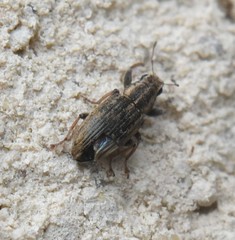 Sitona lineatus