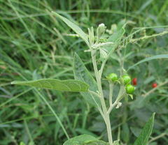 Solanum tettense image