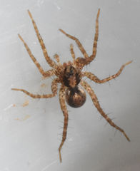 Pardosa milvina
