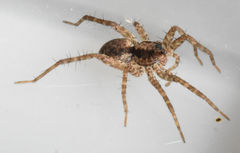 Pardosa milvina