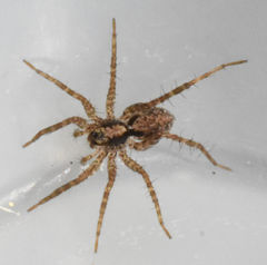Pardosa milvina