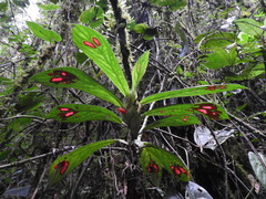Columnea dimidiata