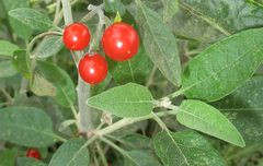 Solanum tettense image