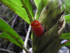 Columnea dimidiata