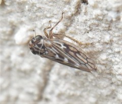 Agallia consobrina