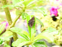 Pellicia