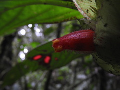 Columnea dimidiata