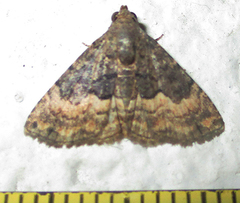 Eublemma nigrivitta