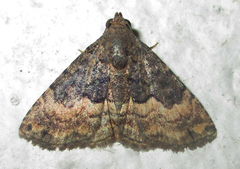 Eublemma nigrivitta