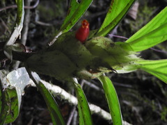 Columnea dimidiata
